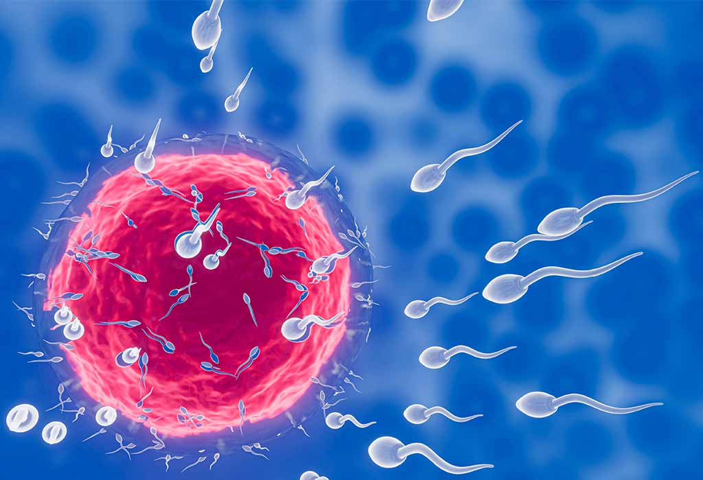 Is It Possible to Get Pregnant by Precum?