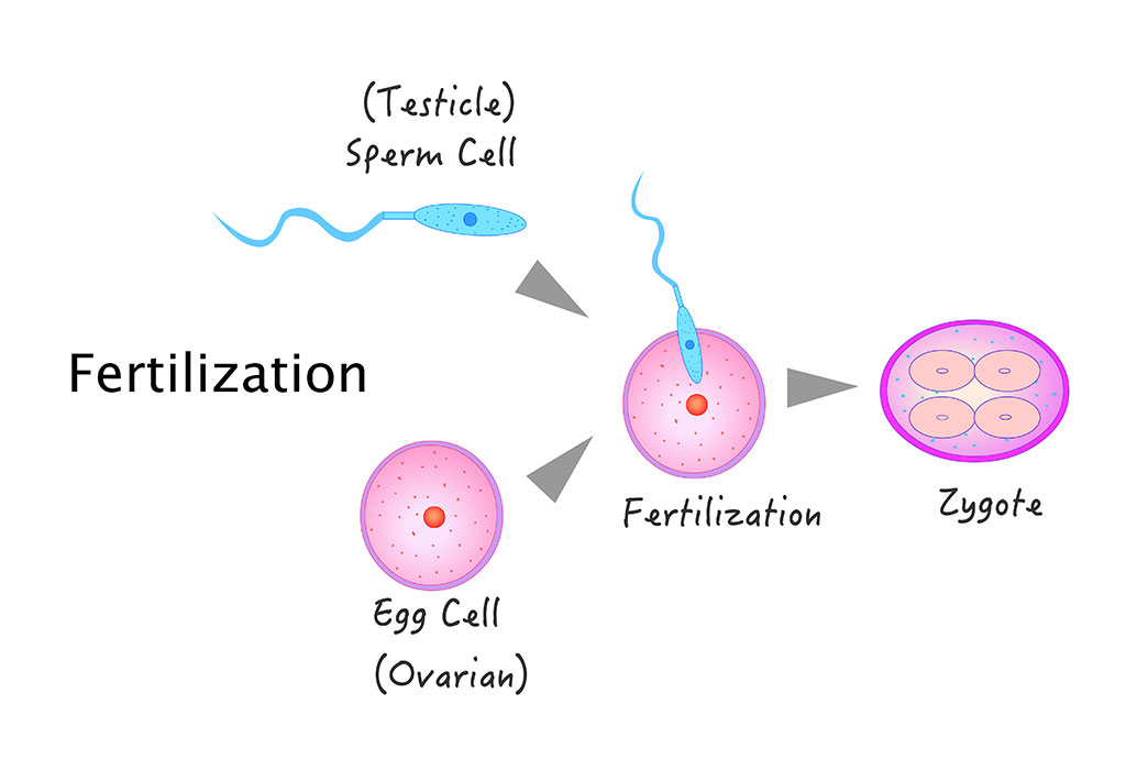 How Is a Zygote Formed